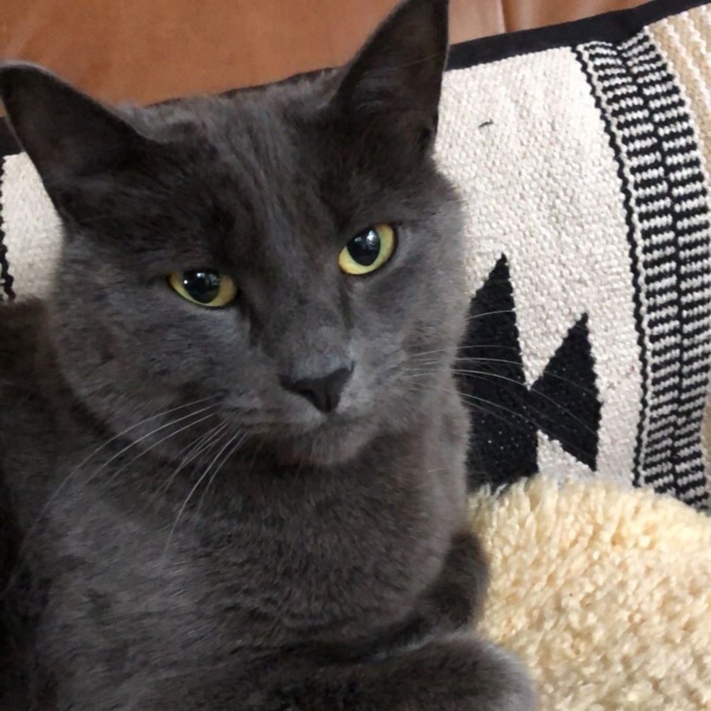 Meet your Posher, Treela